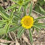 Pallenis spinosa Blomst