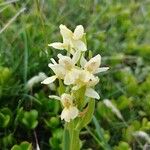 Dactylorhiza insularis Flower