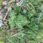 Mutellina purpurea Leaf