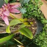 Bulbophyllum longiflorum Leaf