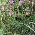 Geranium viscosissimum List