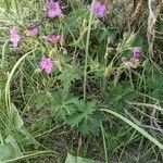 Geranium viscosissimum Blad