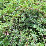 Cotoneaster adpressus Хабит