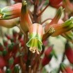 Aloe macra Flor