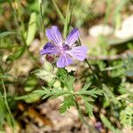 Geranium malviflorum Diğer