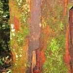 Matayba stenodictya Corteza