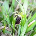 Ophrys arachnitiformis മറ്റ്