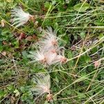 Dryas octopetala Plod