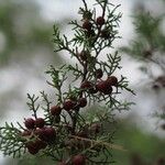 Juniperus phoeniceaFruit