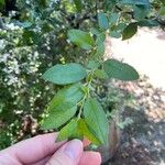 Malus angustifolia Leaf