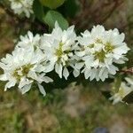 Amelanchier alnifolia Květ