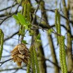 Ostrya carpinifolia Ffrwyth