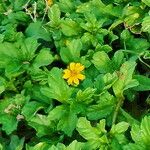 Sphagneticola gracilis Flor