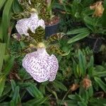 Zygopetalum maculatum Flor