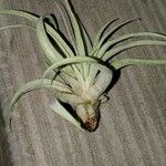 Tillandsia paucifolia 葉