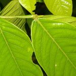 Inga sapindoides Hoja