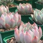 Echeveria colorata List