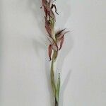 Serapias parviflora Lorea