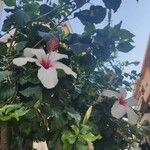 Hibiscus genevii Flor