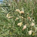 Salix exigua Φρούτο