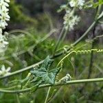 Marah fabacea Leaf