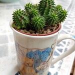 Euphorbia susannae Feuille