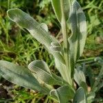 Cynoglossum officinale Folla