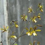 Encyclia tampensis Floare