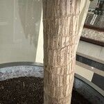 Dracaena fragrans Casca