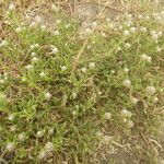 Gomphrena vermicularis Habitus