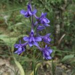 Delphinium peregrinum Цвят