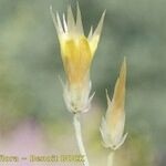 Catananche lutea Fruit