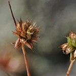 Juncus capitatus Плід