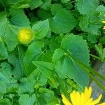 Doronicum orientale Fuelha