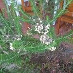 Ozothamnus diosmifolius Листок