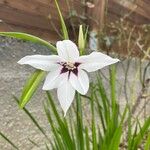 Gladiolus murielae Flor