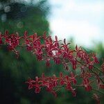 Renanthera coccinea عادت