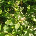 Persicaria chinensis برگ