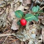 Mitchella repens Fruit