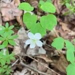 Anemonella thalictroides Flor