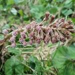 Petasites hybridus Çiçek