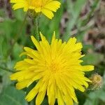 Crepis foetida Fula