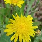 Crepis foetida Λουλούδι