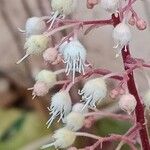 Heuchera sanguinea Кветка