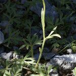 Ranunculus sprunerianus Habit