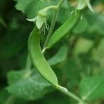 Lathyrus oleraceus Плод