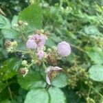 Rubus armeniacus Blüte