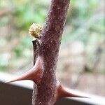 Zanthoxylum bungeanum 葉