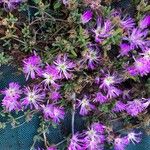 Drosanthemum hispidum Flower