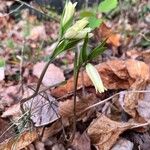 Uvularia puberula Blüte